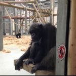 Term Four: Discoverers trip to Wingham March 2019